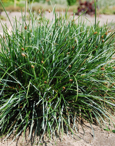 Moor Blaugras