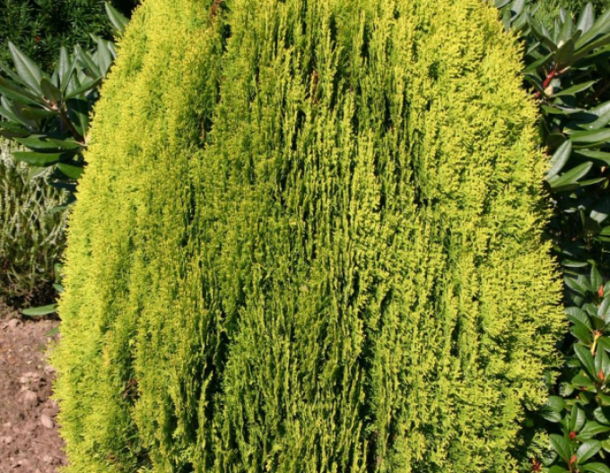 Lebensbaum  Aurea Nana 5l