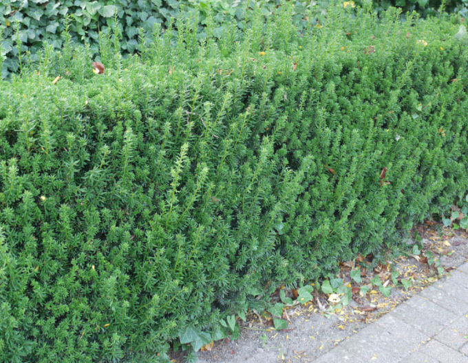 Bechereibe Hillii 5l