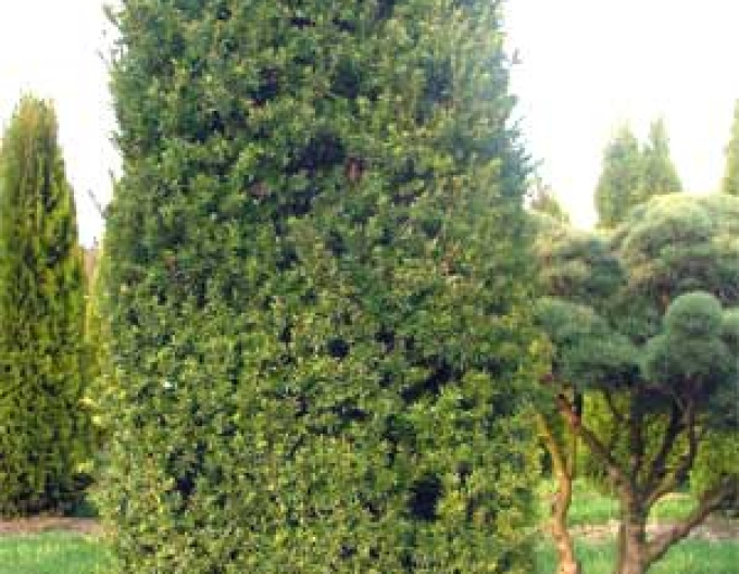 Bechereibe Hillii 5l