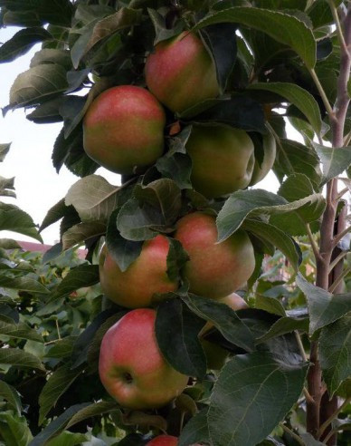 Säulenapfel Slendera, auf MM106, Cont. 5l