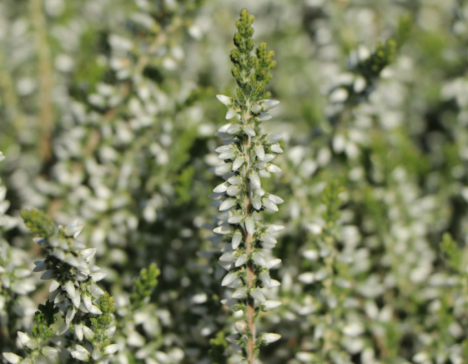 Besenheide Bettina