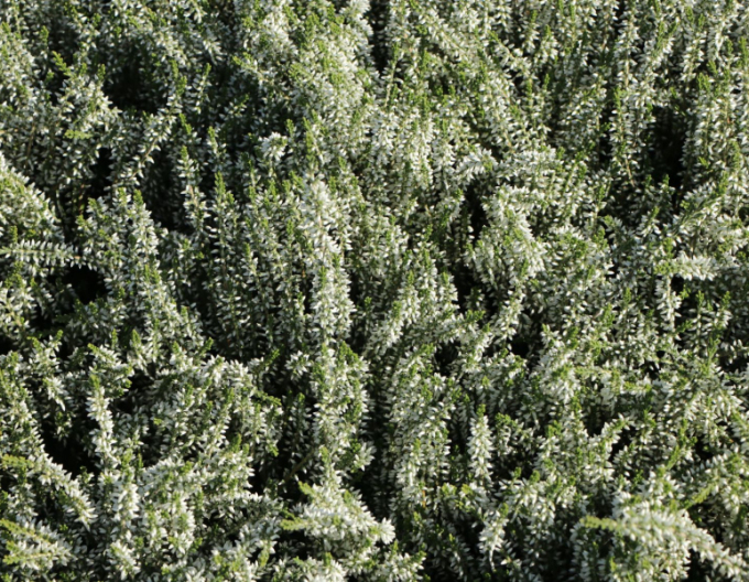 Besenheide Bettina