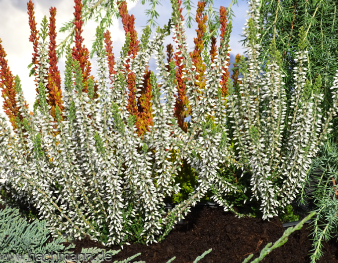 Besenheide Bettina