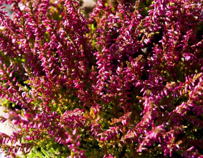 Besenheide Danny