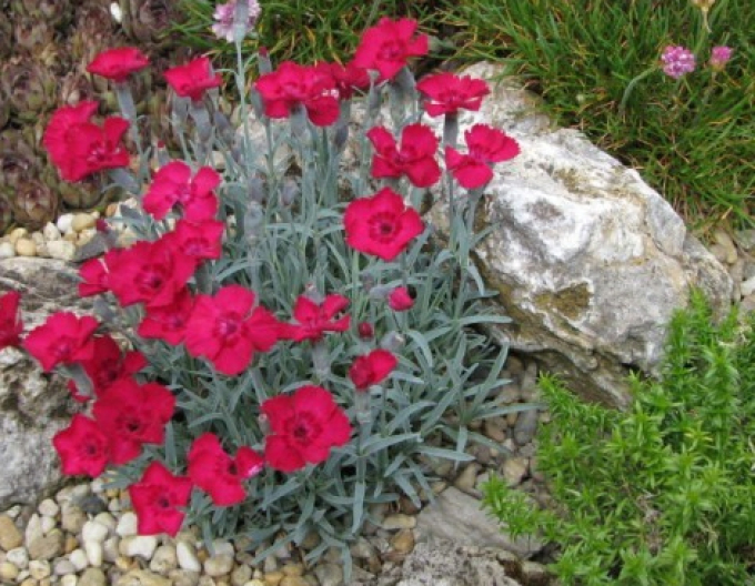 Gewürznelke Rubin