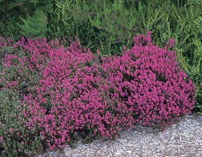 Besenheide Dark Star