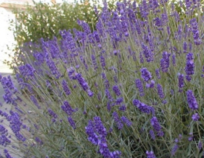 Lavendel "Grosso" 1L