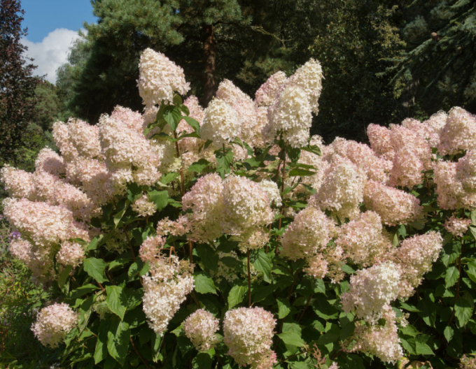 Rispenhortensie Phantom