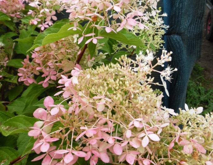 Rispenhortensie Phantom