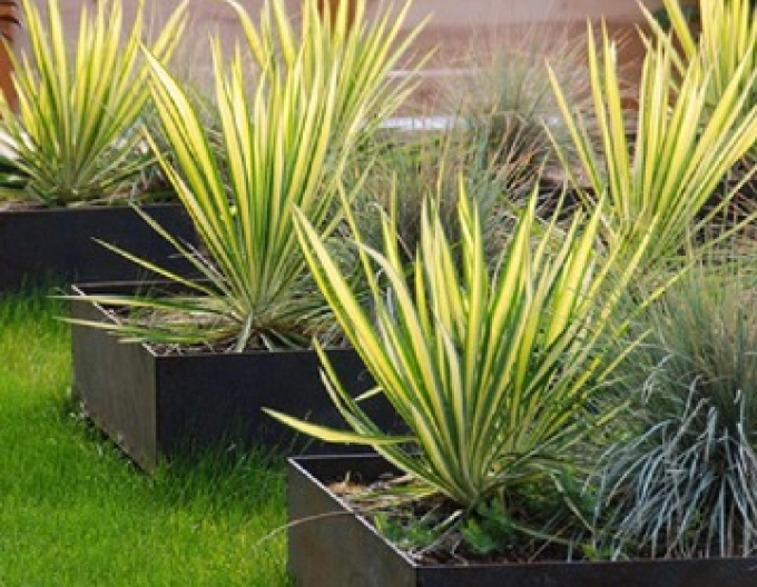 Yucca Farbengarde