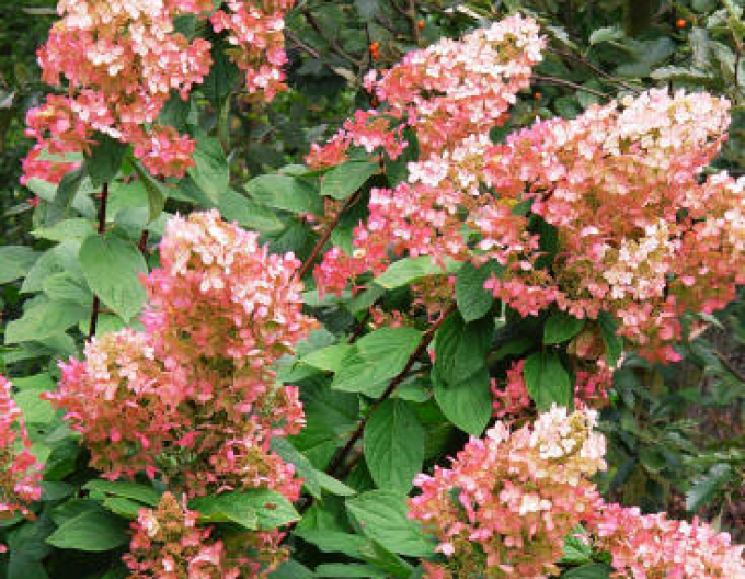 Rispenhortensie Pink Diamond