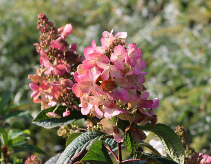 Rispenhortensie Pink Diamond