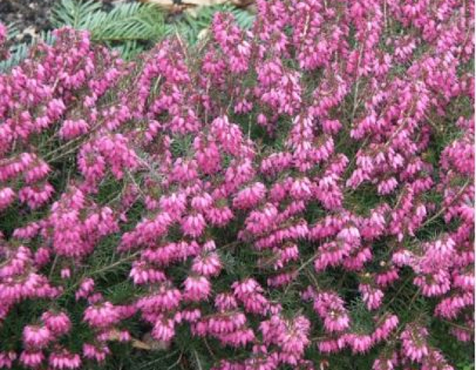 Winterheide Rosy Gem