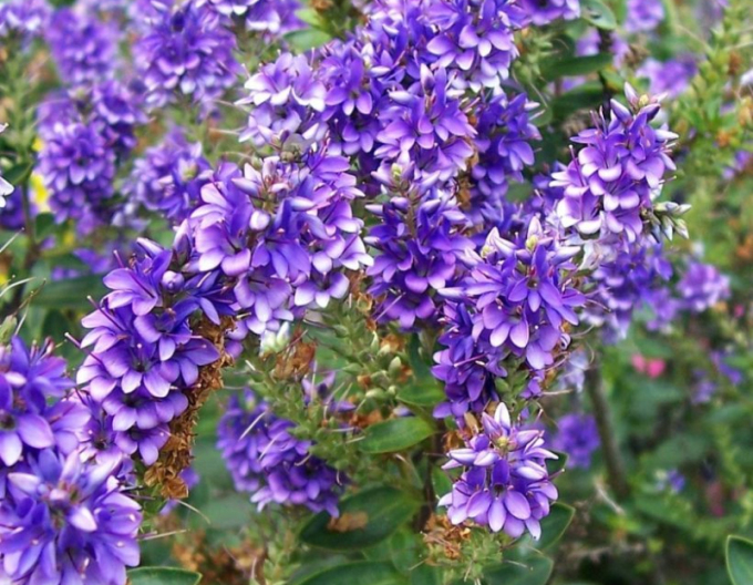 Strauchveronika  Autumn Glory