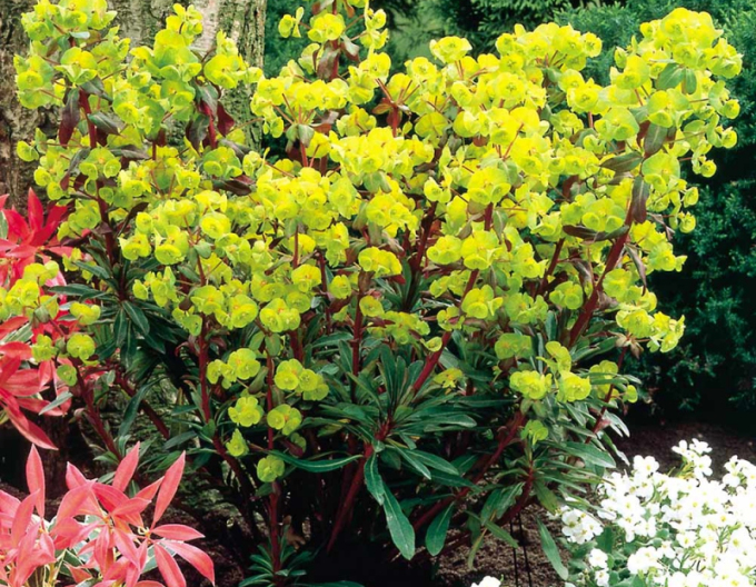Seidenpflanze Purpurea