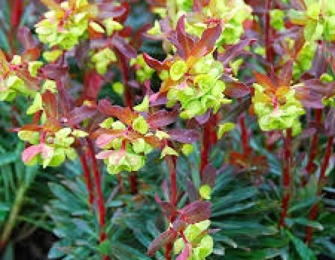 Seidenpflanze Purpurea