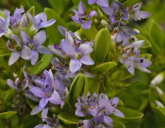 Strauchveronika  Sommerblau