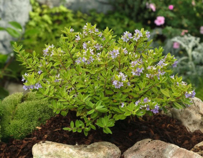 Strauchveronika  Sommerblau