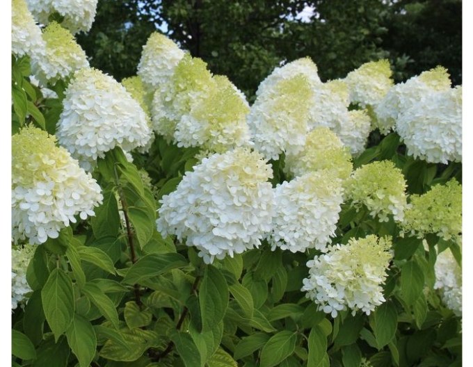Hortensie Diamantino