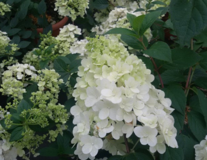Hortensie Diamantino