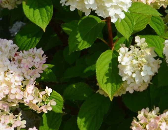 Hortensie Diamantino