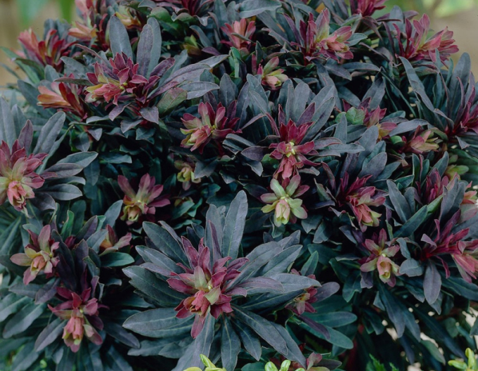Seidenpflanze Purpurea