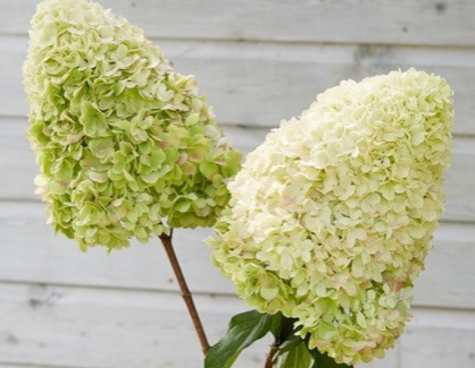 Rispenhortensie Herkules