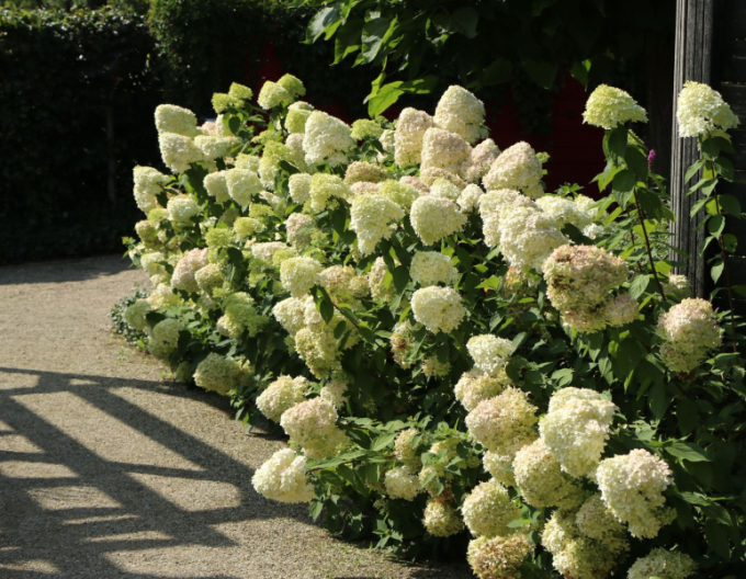 Rispenhortensie Herkules