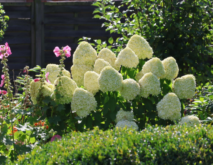 Rispenhortensie Herkules