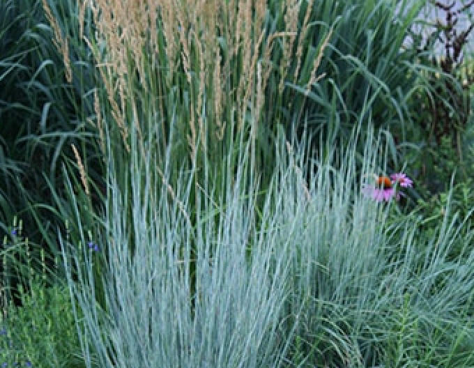 Kleines Präriegras Prairie Blues