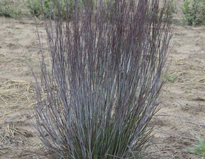 Kleines Präriegras Prairie Blues