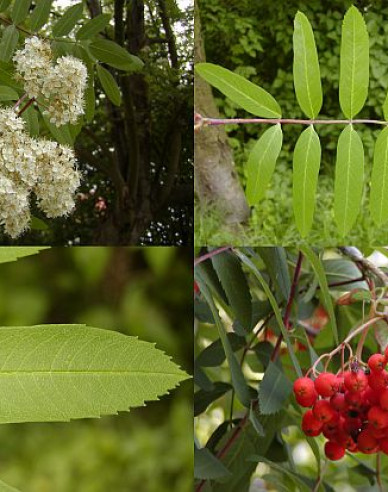 Essbare Eberesche Rot Moravská, wurzelnackt