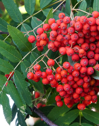 Essbare Eberesche Rot Moravská, wurzelnackt