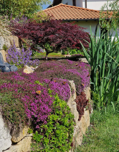 Teppich-Thymian ’Red Carpet’