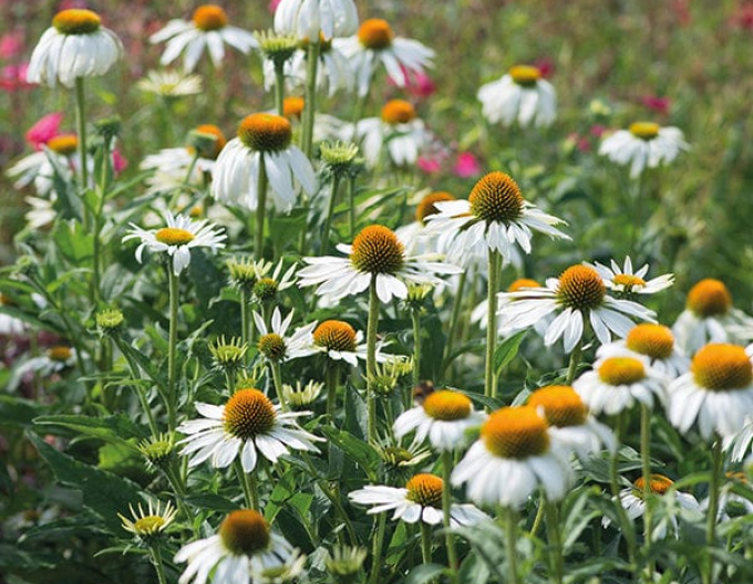 Scheinsonnenhut White Schwan
