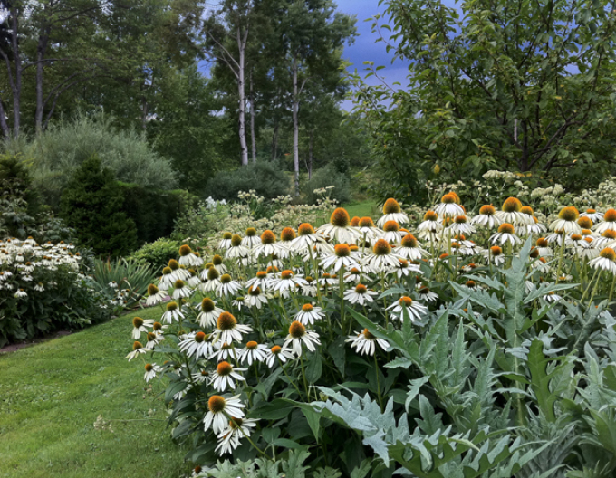 Scheinsonnenhut White Schwan