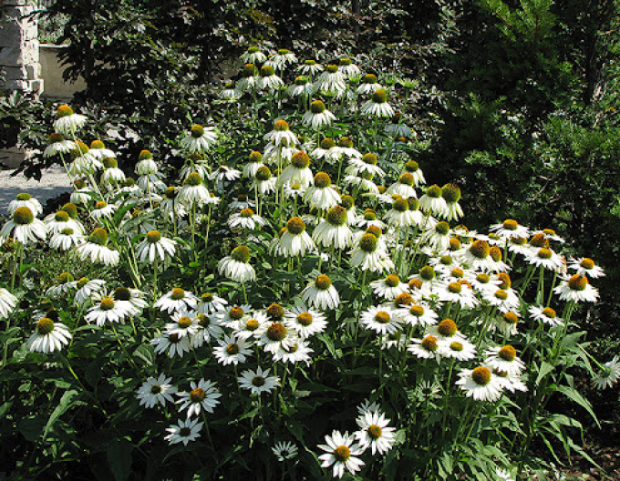 Scheinsonnenhut White Schwan
