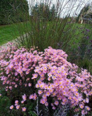 Winteraster Clara Curtis