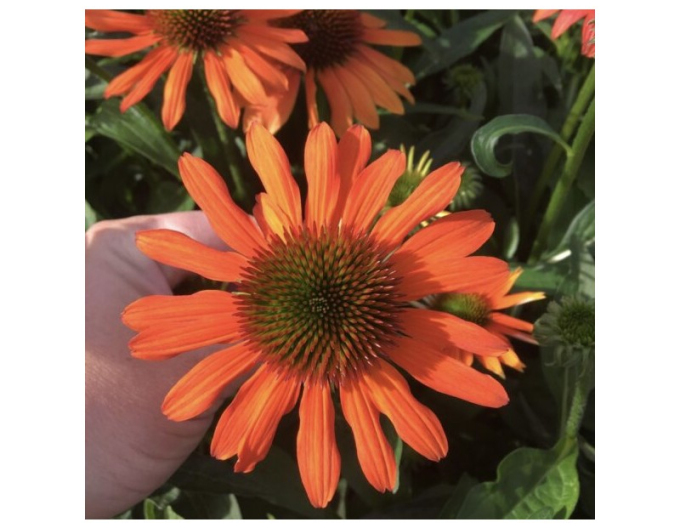 Scheinsonnenhut Lakota Orange