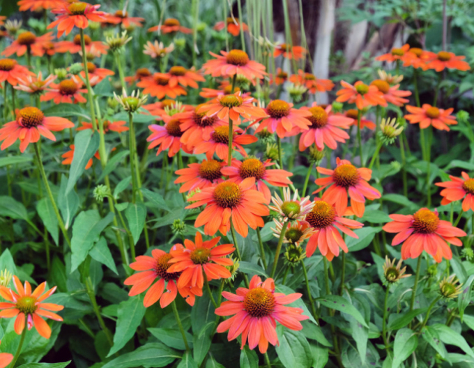 Scheinsonnenhut Lakota Orange