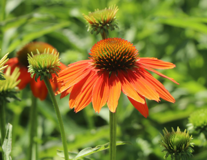 Scheinsonnenhut Lakota Orange