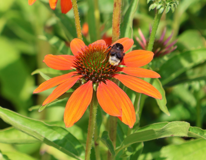 Scheinsonnenhut Lakota Orange