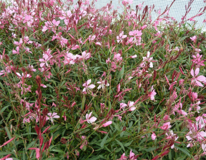 Gaura Gaudi Rosa