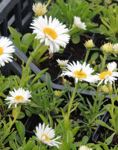 Alpen-Aster White