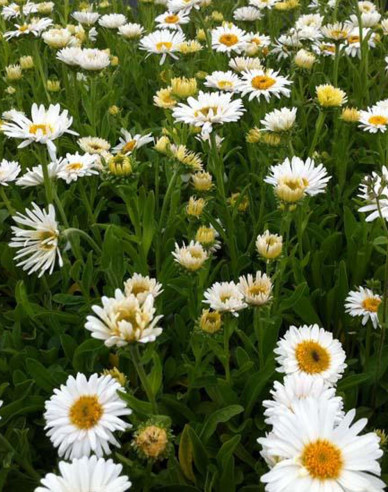 Alpen-Aster White