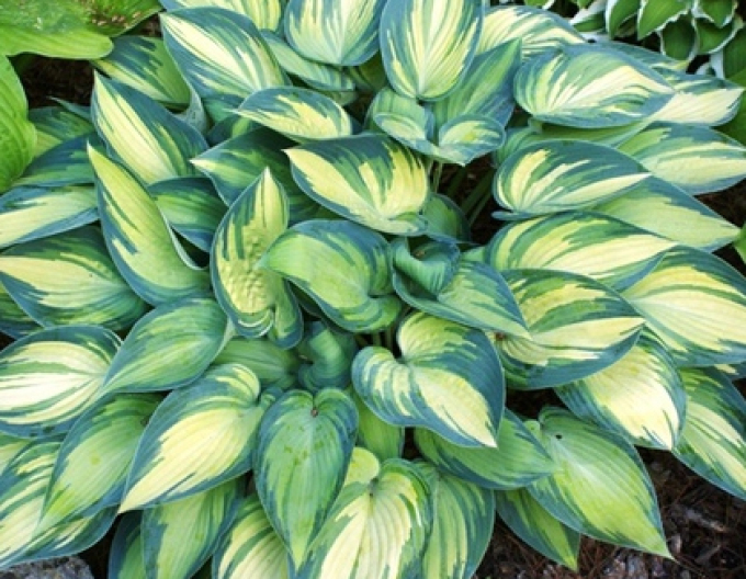 Hosta Funkia June