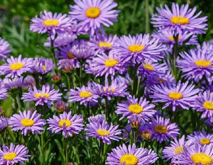Alpen-Aster  Violett