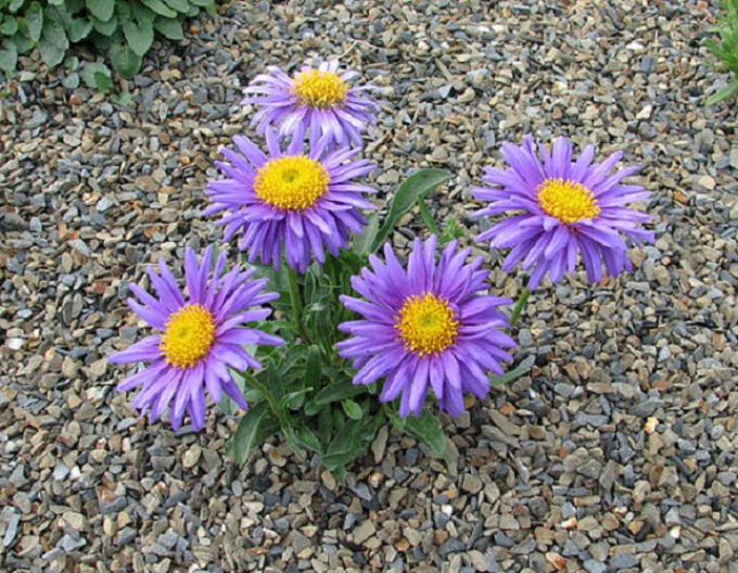 Alpen-Aster  Violett