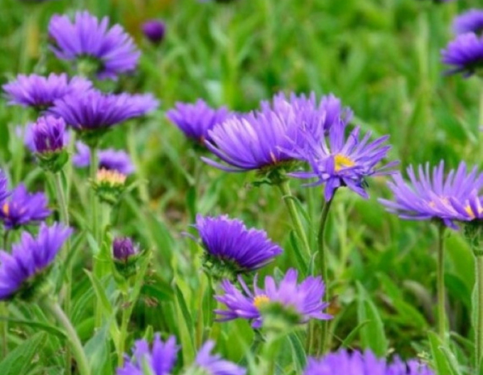 Alpen-Aster  Violett